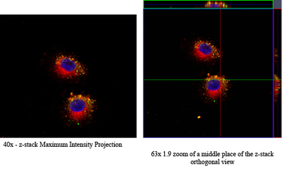 Confocal Microscopy Positive EGFR-targeted Protocell Binding