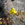 Cut-leaved monkeyflower