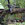 Stump to Pump: Sustainable Fuel Production from Biomass
